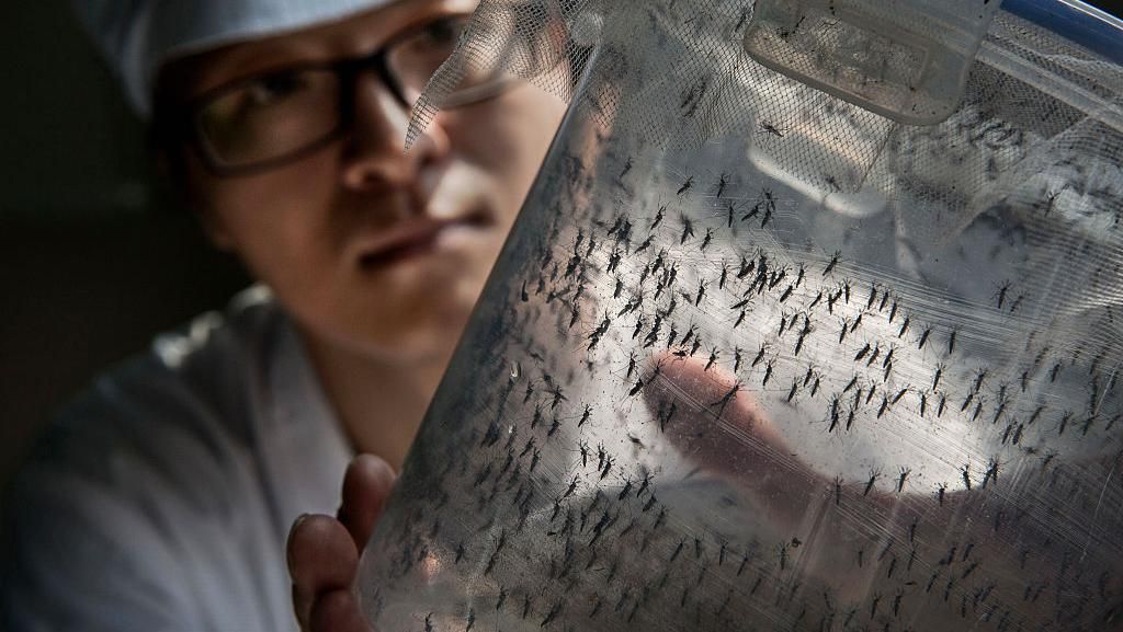 Mengintip Isi Pabrik Nyamuk Terbesar di Dunia
