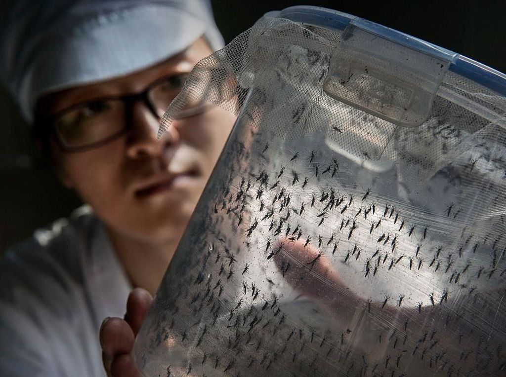 Peternakan Nyamuk Super Pemberantas DBD yang Dipuji Bill Gates