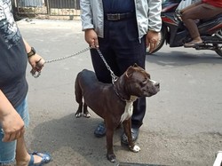 Pemilik Pitbull Tanggung Biaya Pengobatan Satpam yang Diserang Anjingnya