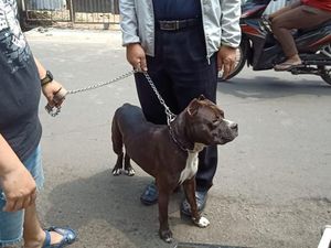 Satpam yang Diserang Pitbull Luka dari Kaki sampai Kepala Satpam yang Diserang Pitbull Luka dari Kaki sampai Kepala