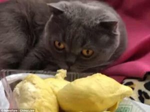 Waduh! Kucing Ini Pingsan Saat Cium Aroma Durian yang Menyengat