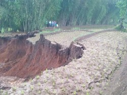 Longsor Timbun Sawah dan Kebun Warga Pacet Bandung