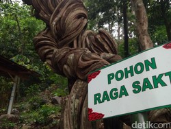 Raga Sakti, Pohon Keramat Peninggalan Pangeran Cakrabuana