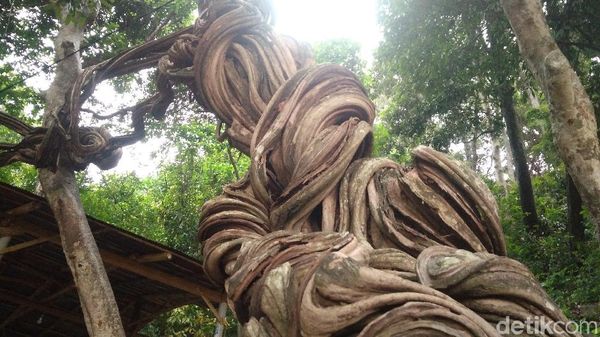 Foto: Pohon Keramat Warisan Pangeran Cakrabuana