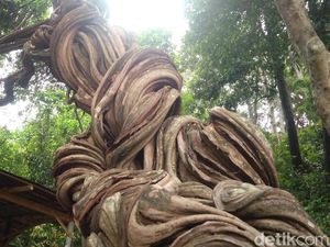 Foto: Pohon Keramat Warisan Pangeran Cakrabuana Foto: Pohon Keramat Warisan Pangeran Cakrabuana