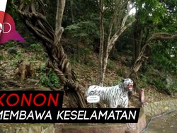 Pohon Raga Sakti, Pohon Keramat dan Unik Berusia Ratusan Tahun