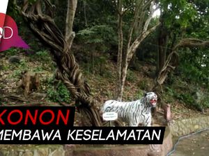 Pohon Raga Sakti, Pohon Keramat dan Unik Berusia Ratusan Tahun Pohon Raga Sakti, Pohon Keramat dan Unik Berusia Ratusan Tahun