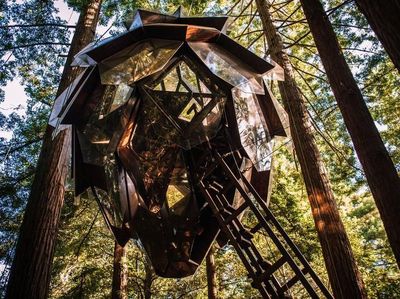 Begini Jadinya Kalau Bikin Rumah Pakai Biji Pinus