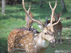 Lagi Weekend di Bandung? Lihat Rusa di Taman Uncal Yuk