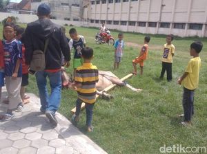 Ngamuk dan Seruduk Anak, Kerbau di Kudus Terpaksa Ditembak Ngamuk dan Seruduk Anak, Kerbau di Kudus Terpaksa Ditembak