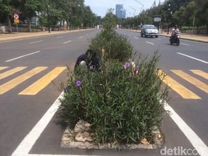 Zebra Cross Tabrak Tanaman di GBK Disorot, Akhirnya Jadi Begini... Zebra Cross Tabrak Tanaman di GBK Disorot, Akhirnya Jadi Begini...