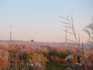Cara 6 Hari Menikmati Musim Gugur di Korea Selatan