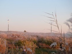 Cara 6 Hari Menikmati Musim Gugur di Korea Selatan