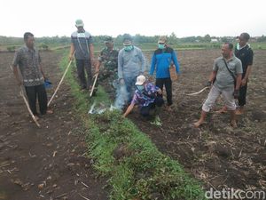 Petani Kewalahan, TNI Terjun Berperang Basmi Tikus