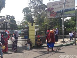 Pohon-pohon Tumbang Diterpa Angin, Kebun Raya Bogor Ditutup