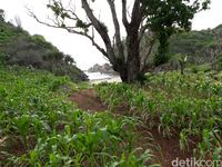 Pepohonan rindang sekitar pantai (Pradito/detikTravel)