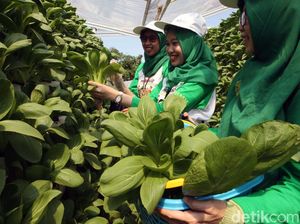 Wow, Ponpes Hidayatullah Punya Kebun Gizi Hidroponik Nan Cantik