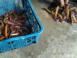 Di Lamongan Lipan Banyak Diburu di Musim Hujan, Hasilnya Lumayan