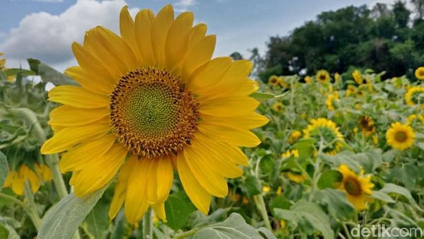 Foto: Kebun Bunga Matahari yang Viral di Kediri