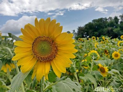 Foto: Kebun Bunga Matahari yang Viral di Kediri