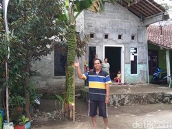 Unik Nih, Tandan Pisang di Salatiga Ini Panjangnya Nyaris 2 Meter