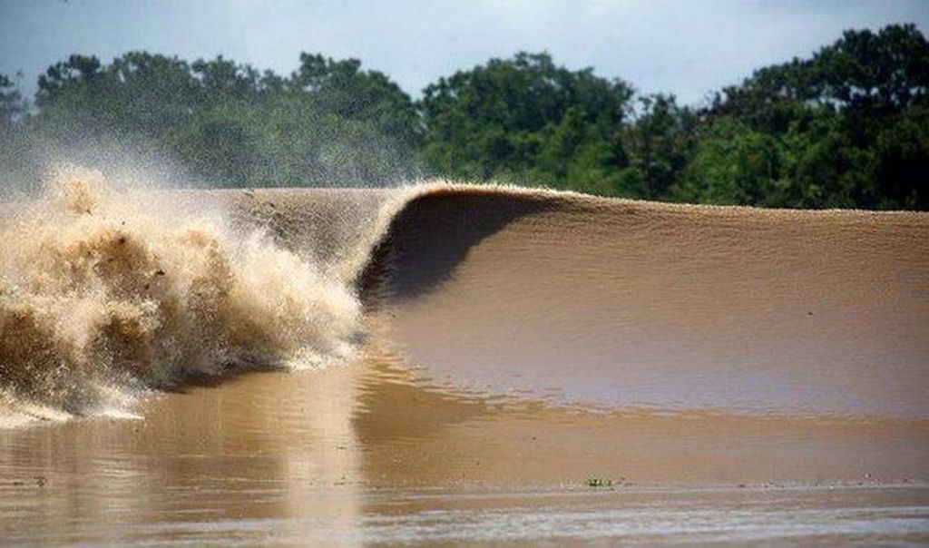 Gelombang Pororoca yang berasal dari Sungai Amazon bisa memiliki tinggi hingga empat meter dan kerap membawa pohon-pohon utuh dari sungai tersebut, namun para peselancar sering menantang bahaya dengan mengarungi arus tersebut. (Foto: Internet)