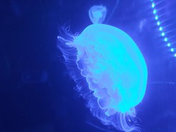 Meriahkan Natal & Tahun Baru, 1.000 Ubur-ubur Kepung SeaWorld