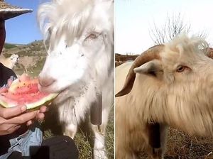 Bukan Rumput, Kambing Asal China Ini Doyan Curi Makanan Manusia