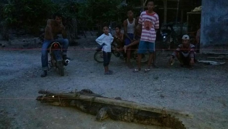 Buaya 3 Meter di Aceh Ditangkap saat Makan Ternak Warga Buaya 3 Meter di Aceh Ditangkap saat Makan Ternak Warga