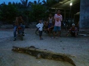 Buaya 3 Meter di Aceh Ditangkap Saat Mangsa Ternak Warga