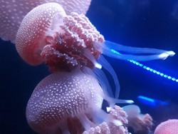 Budidaya Ubur-ubur, SeaWorld Belajar ke China & Hong Kong