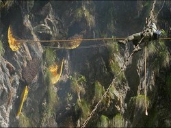 Atraksi Berani Mati Pemburu Madu di Nepal