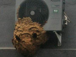 Damkar Evakuasi Sarang Tawon 90 Cm yang Nempel di Blower AC