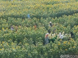 Liburan Akhir Tahun di Kediri, Ada Kebun Bunga Matahari yang Lagi Viral