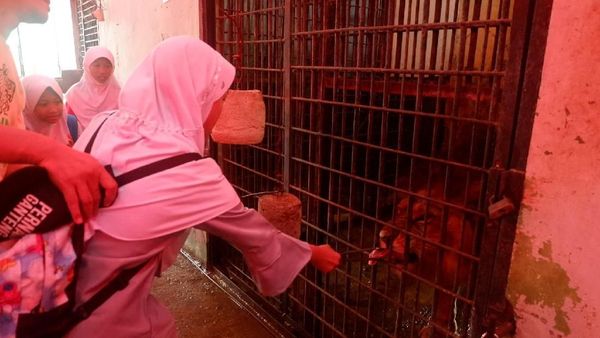 Foto: Nyuapin Makan Harimau di Banjarnegara, Berani?