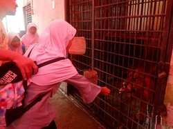 Ngeri-ngeri Sedap, Wisata Beri Makan Harimau di Banjarnegara