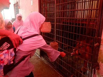 Foto: Nyuapin Makan Harimau di Banjarnegara, Berani?