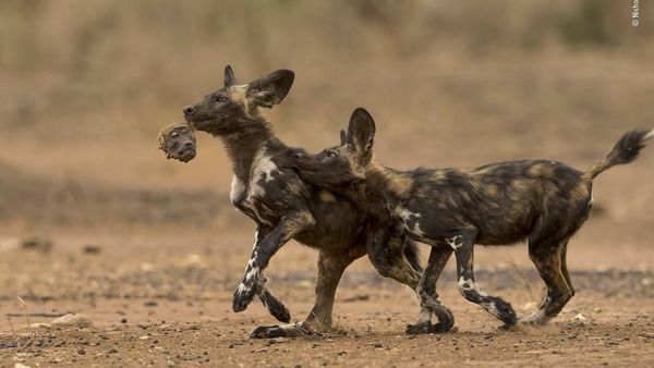 Ngeri-ngeri Sedap! Ini Kumpulan Foto Alam Liar Terbaik 2018