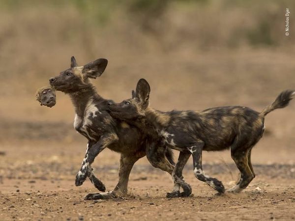 Ngeri-ngeri Sedap! Ini Kumpulan Foto Alam Liar Terbaik 2018