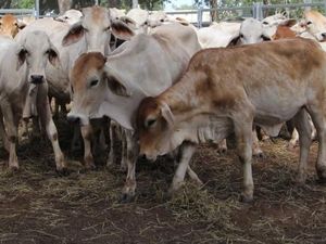 Lebih 400 Ribu Ekor Sapi Australia Diekspor ke Indonesia Selama 2018