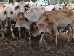 Lebih 400 Ribu Ekor Sapi Australia Diekspor ke Indonesia Selama 2018