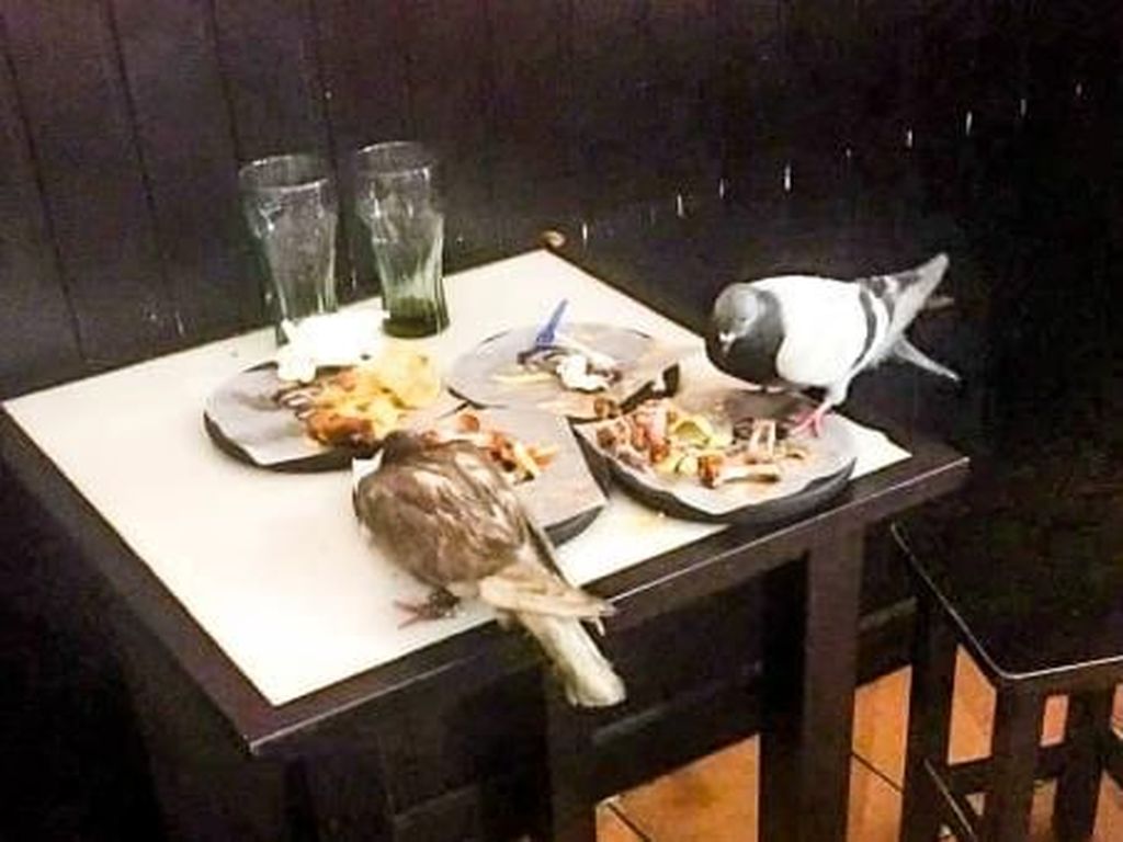 Teror Ribuan Burung Merpati di Spanyol Teror Ribuan Burung Merpati di Spanyol