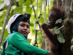 Masih Ada Harapan Bagi Masa Depan Orangutan di Kalimantan