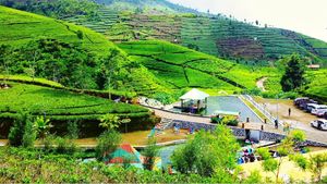 Foto: Pagi-pagi Nikmati Udara Segar di Perkebunan Teh Kaligua