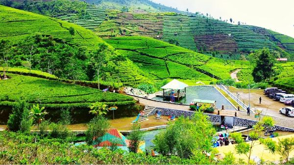 Foto: Pagi-pagi Nikmati Udara Segar di Perkebunan Teh Kaligua