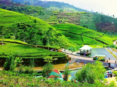 Foto: Pagi-pagi Nikmati Udara Segar di Perkebunan Teh Kaligua