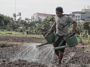 Pakai Data BPS, Kementan Klaim Petani RI Untung