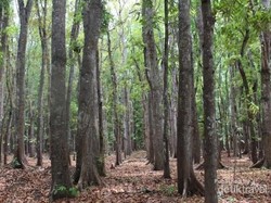 Alas Purwo, Potret Primadona Wisata Alam Banyuwangi