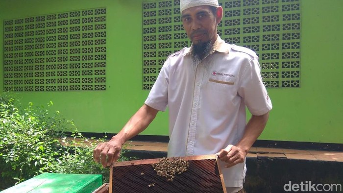 Syarat dan pengaruh samping terapi sengat lebah. Foto: Aisyah/detikHealth Syarat dan pengaruh samping terapi sengat lebah. Foto: Aisyah/detikHealth