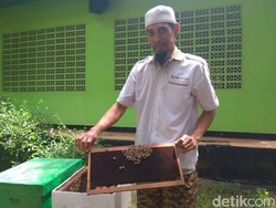 Mau Dientup Lebah Buat Terapi? Kenali Syarat Sampai Efek Sampingnya